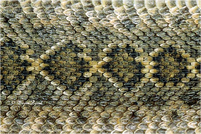 Western Diamondback Rattlesnake 101 by Wayne Lynch &copy;