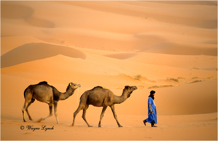 Sahara Desert Morocco101 by Wayne Lynch &copy;