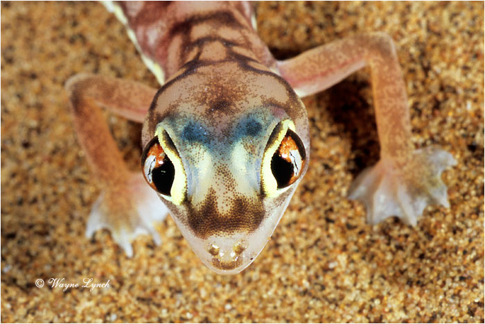 Web-footed Gecko 101 by Wayne Lynch &copy;