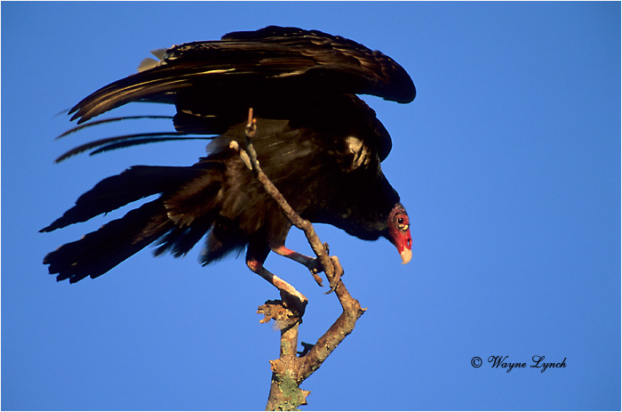 Turkey Vulture 103 by Wayne Lynch &copy;