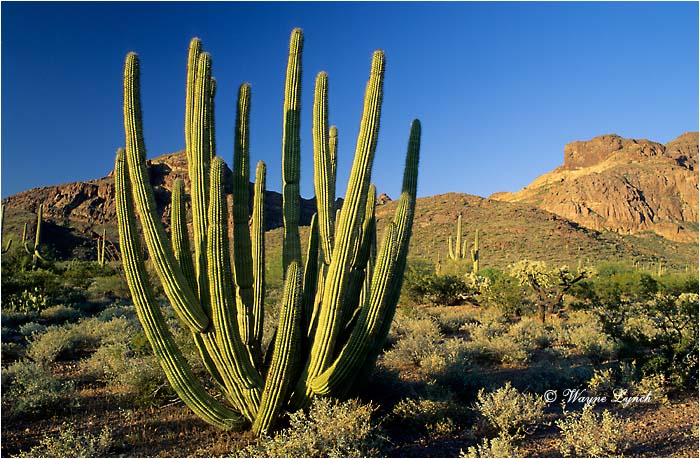 Organ Pipe National Monument 101 by Wayne Lynch &copy;