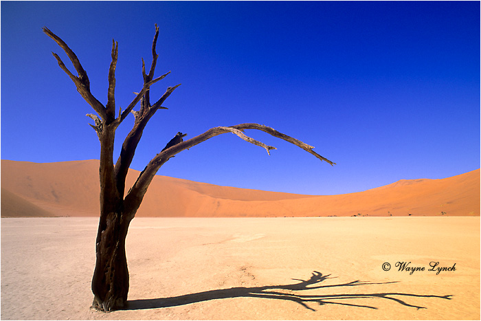 Soussusvlei Namibia 102 by Wayne Lynch &copy;