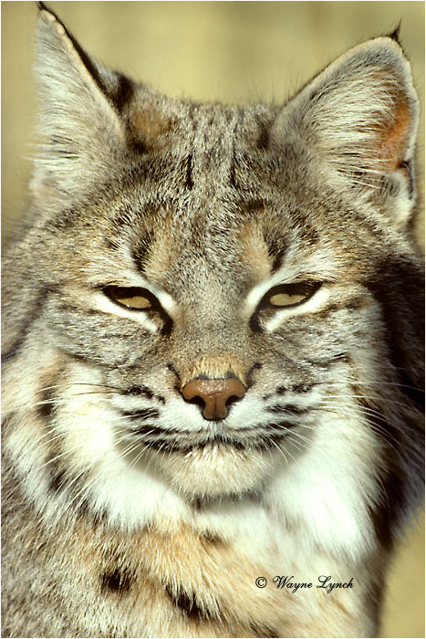 Bobcat 102 by Wayne Lynch &copy;