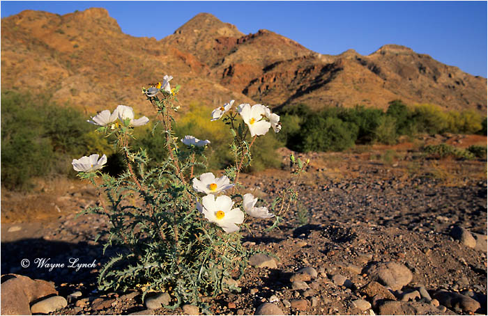 Prickly Poppy Baja Mexico 102 by Wayne Lynch &copy;