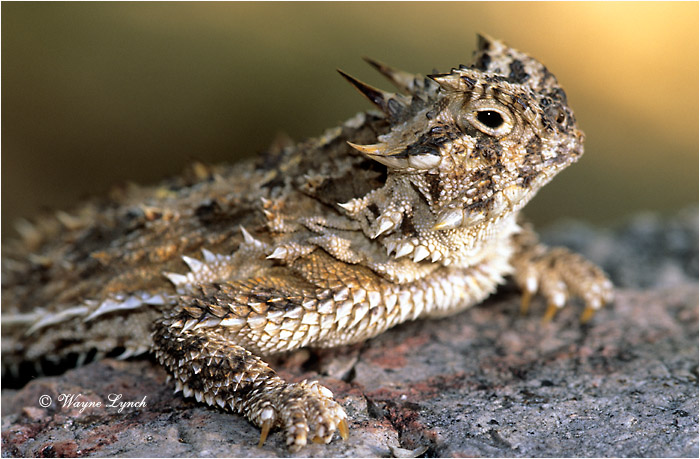 Texas Horned Lizard 101 by Wayne Lynch &copy;