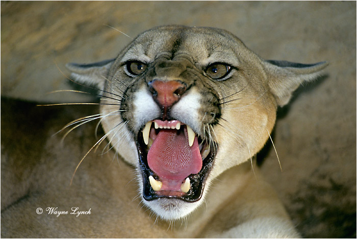 Cougar 101 by Wayne Lynch &copy;