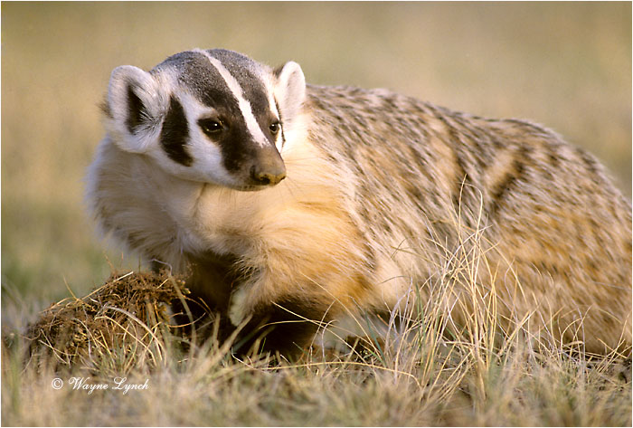 American Badger 102 by Wayne Lynch &copy;