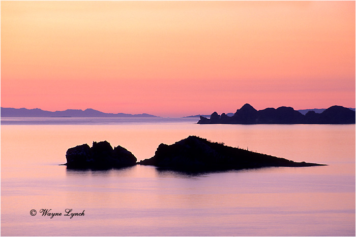 Sea of Cortez Mexico 101  by Wayne Lynch &copy;