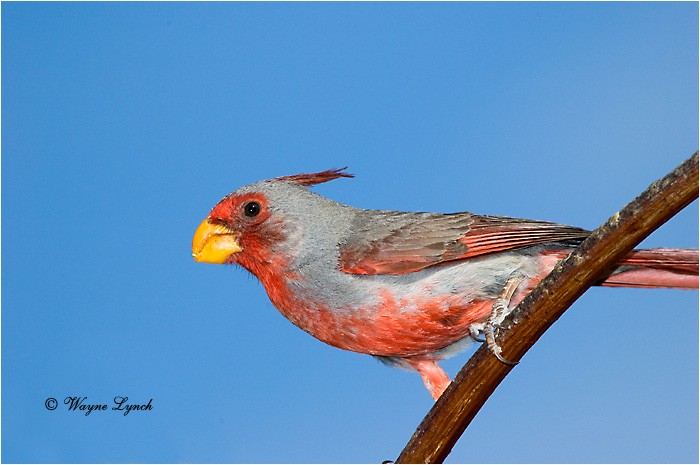 Pyrrhuloxia 101  by Wayne Lynch &copy;