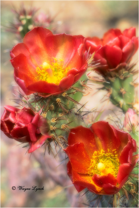 Staghorn Cholla Cactus 101b by Wayne Lynch &copy;