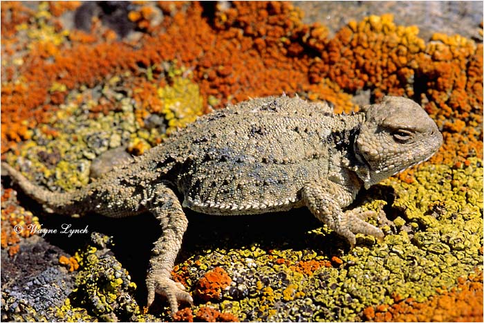 Short-horned Lizard 101 by Wayne Lynch &copy;