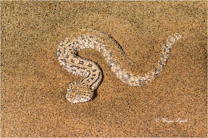 Peringuey's Adder Namibia 101 by Wayne Lynch &copy;