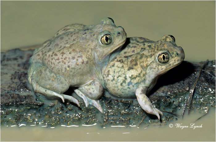 Plains spadefoot toad 102 by Wayne Lynch &copy;
