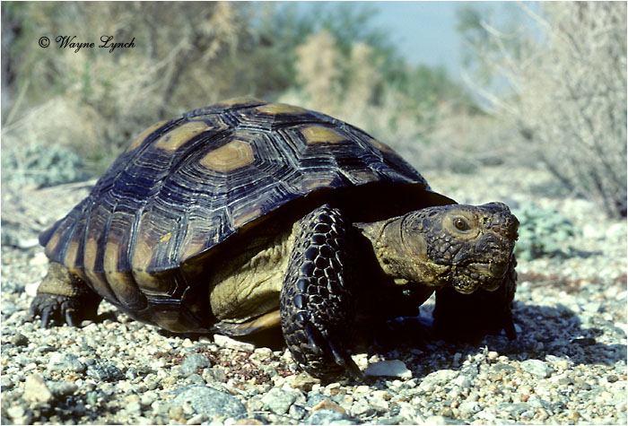 Desert Tortoise 101 by Wayne Lynch &copy;