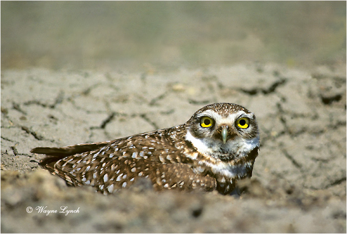 Burrowing Owl 101 by Wayne Lynch &copy;
