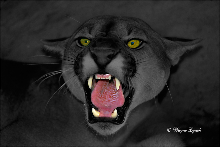 Cougar 101a by Wayne Lynch &copy;