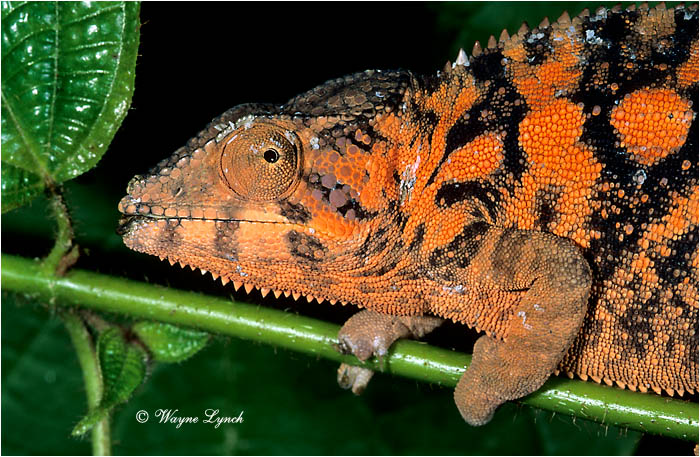 Panther Chameleon 101 by Dr. Wayne Lynch &copy;