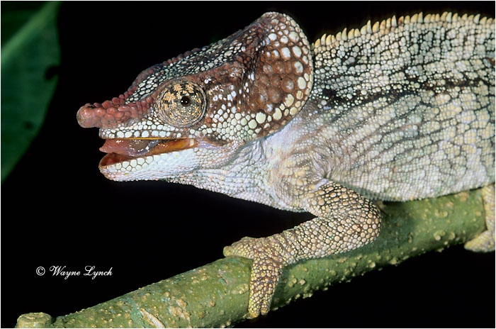Short-horned Chameleon 101 by Dr. Wayne Lynch &copy;