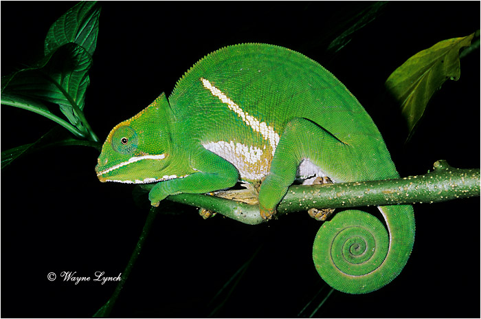 Balteatus Chameleon 101 by Dr. Wayne Lynch &copy;