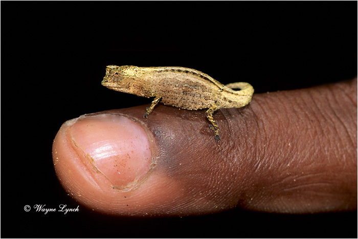 Pygmay Stump-tailed Chameleon 101 by Dr. Wayne Lynch &copy;