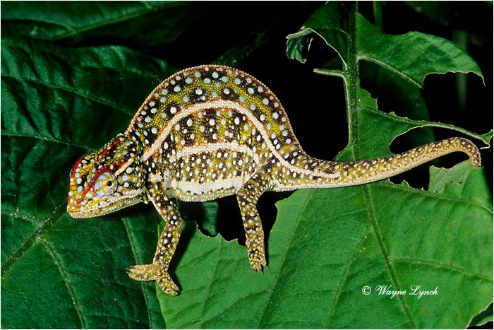 Campani Chameleon 101 by Dr. Wayne Lynch &copy;