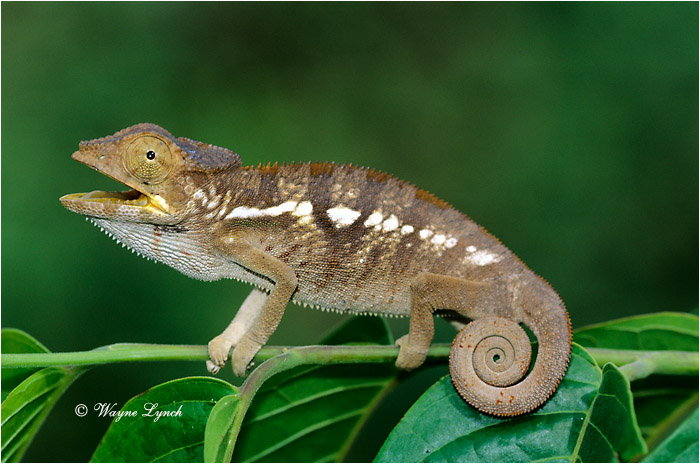 Panther Chameleon 103 by Dr. Wayne Lynch &copy;
