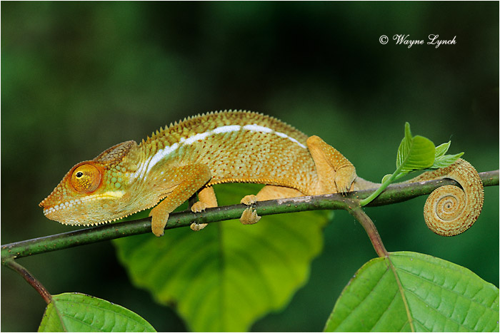 Panther Chameleon 105 by Dr. Wayne Lynch &copy;