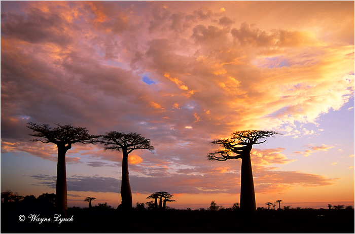 Baobab Trees 101 by Dr. Wayne Lynch &copy;