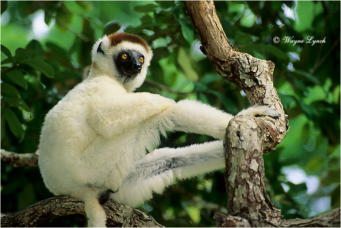 Verreaux's Sifaka 104 by Dr. Wayne Lynch &copy;