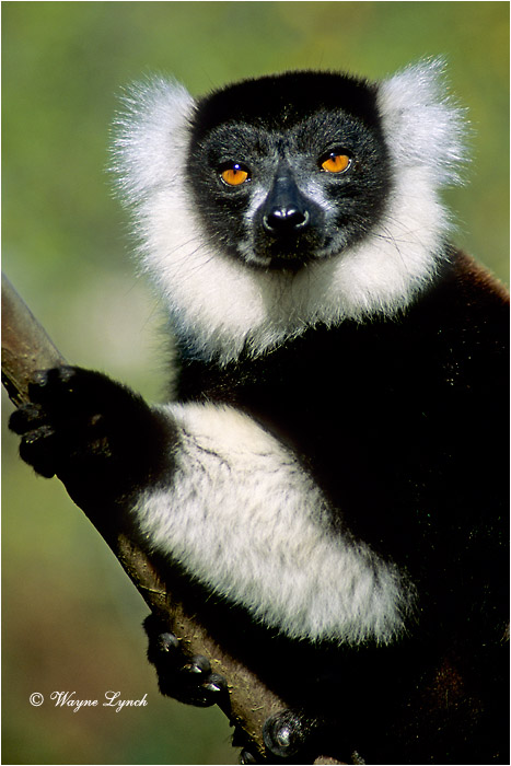 Black & White Ruffed Lemur 101 by Dr. Wayne Lynch &copy;