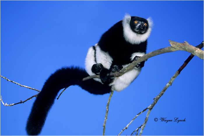 Black & White Ruffed Lemur 102 by Dr. Wayne Lynch &copy;