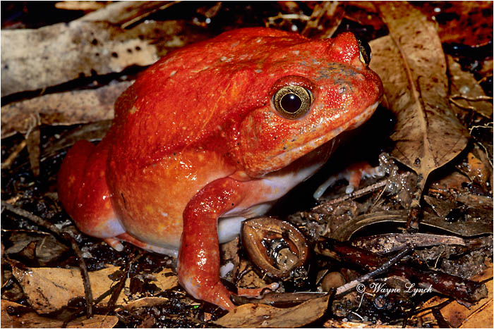 Tomato Frog 101 by Dr. Wayne Lynch &copy;