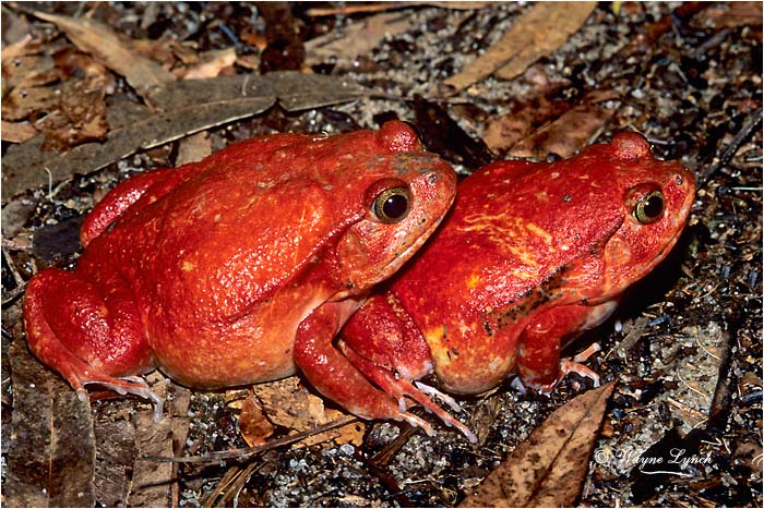 Tomato Frog 102 by Dr. Wayne Lynch &copy;