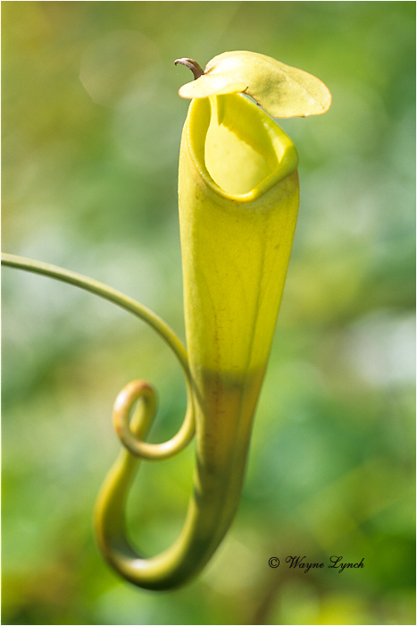 Picture Plant 101 by Dr. Wayne Lynch &copy;
