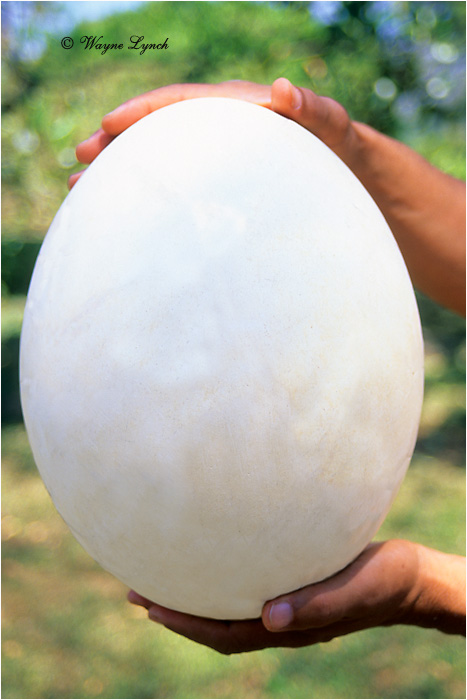 Elephant-Bird Egg 101 by Dr. Wayne Lynch &copy;
