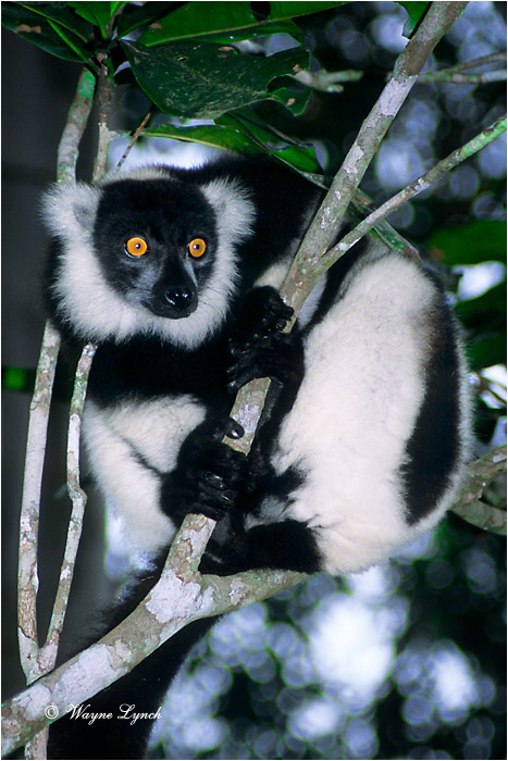 Black & White Ruffed Lemur 103 by Dr. Wayne Lynch &copy;