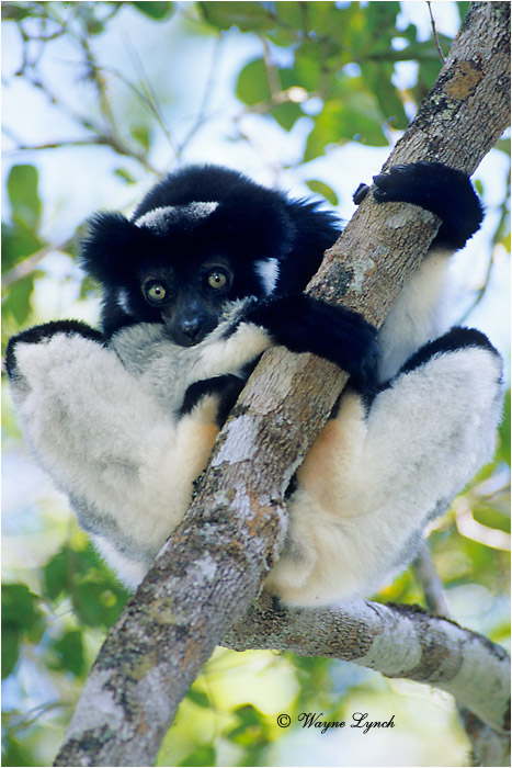Indri 101 by Dr. Wayne Lynch &copy;