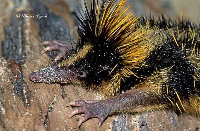 Lowland Streaked Tenrec 102 by Dr. Wayne Lynch &copy;