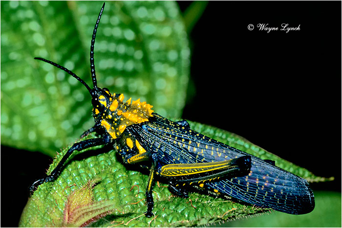 Lubber Grasshopper 101 by Dr. Wayne Lynch &copy;