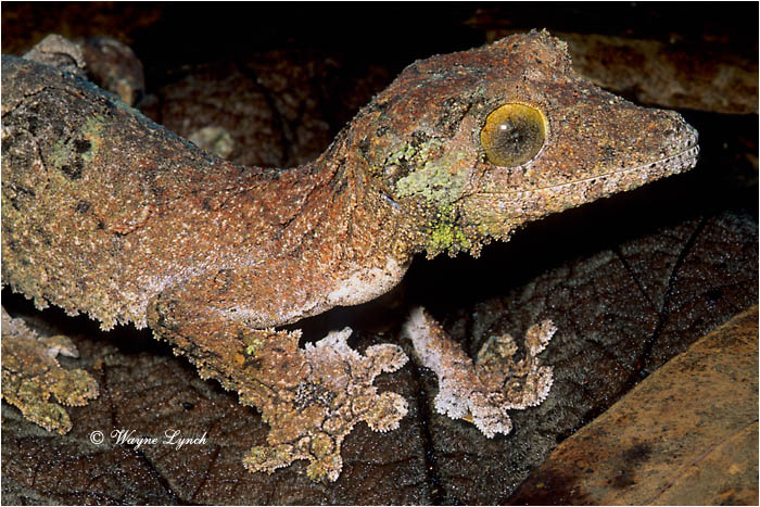 Sikorae Leaf-tailed Gecko 101 by Dr. Wayne Lynch &copy;