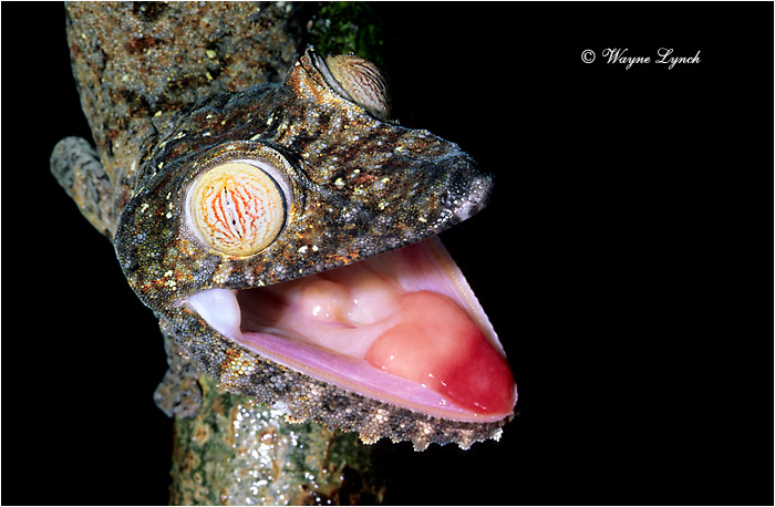 Leaf-tailed Gecko 102 by Dr. Wayne Lynch &copy;