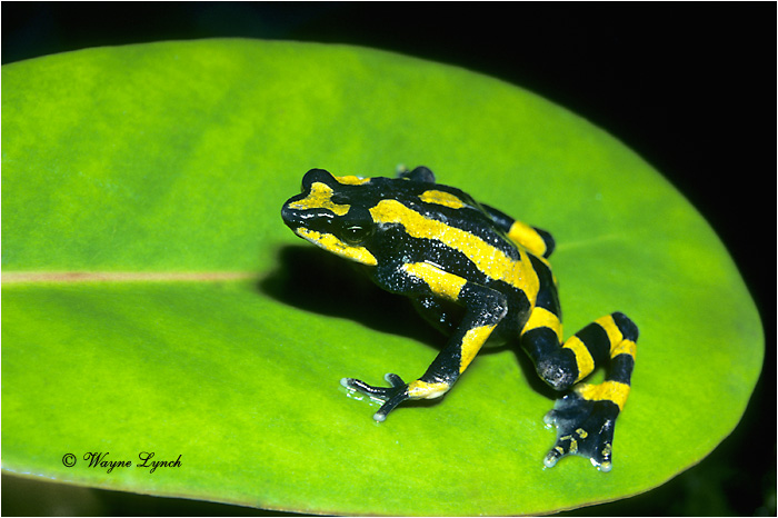 Harlequin Frog Costa Rica 101 by Dr. Wayne Lynch &copy;