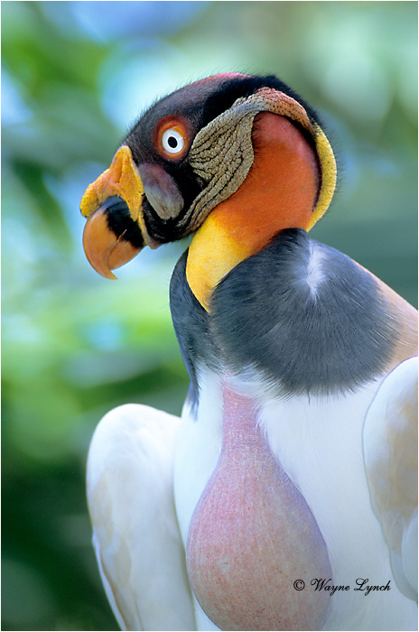 King Vulture Panama 101 by Dr. Wayne Lynch &copy;