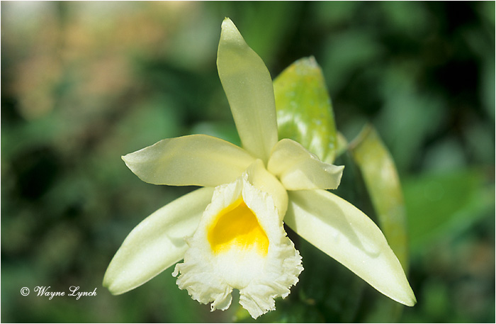Vanilla Orchid 101 by Dr. Wayne Lynch &copy;