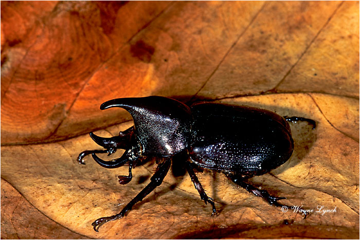 Scarab Beetle 101 by Dr. Wayne Lynch &copy;
