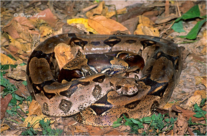 Boa Constrictor Panama 101 by Dr. Wayne Lynch &copy;