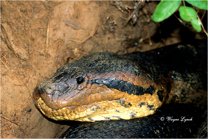 Giant Anaconda Brazil 101 by Dr. Wayne Lynch &copy;