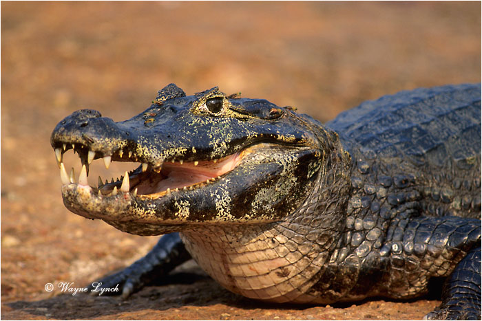 Spectacled Caiman Brazil 101 by Dr. Wayne Lynch &copy;