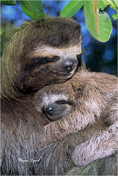 Three-toed Sloth 103 by Dr. Wayne Lynch &copy;