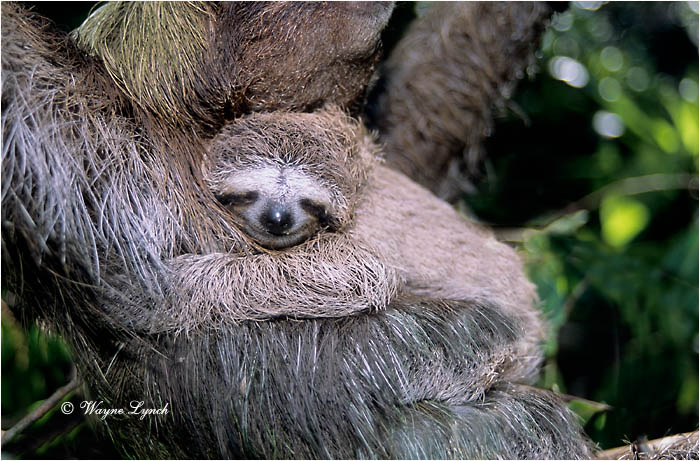 Three-toed Sloth Panama 108 by Dr. Wayne Lynch &copy;